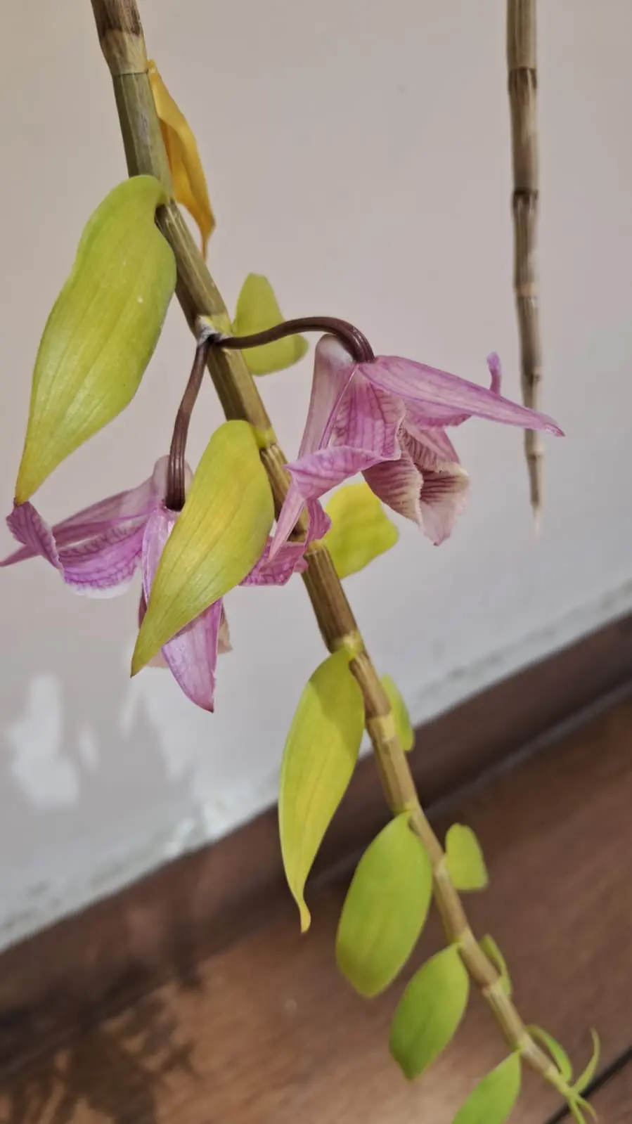 La Esencia Y Nunca Apariencia